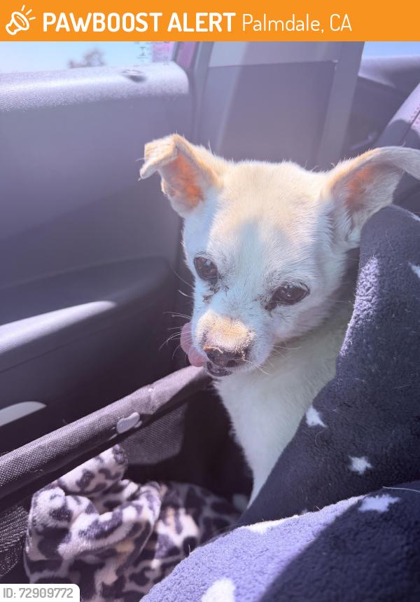 Found/Stray Male Dog last seen Avenue Q and 40th, Palmdale, CA 93550