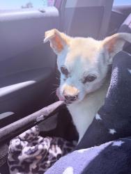 Found/Stray Male Dog last seen Avenue Q and 40th, Palmdale, CA 93550