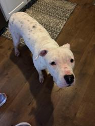 Found/Stray Female Dog last seen Blacklick Ridge next to the park, Columbus, OH 43004