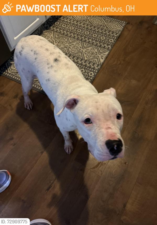 Found/Stray Female Dog last seen Blacklick Ridge next to the park, Columbus, OH 43004