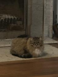 Lost Female Cat last seen Coolullah ave, Williams Rd , Toorak Rd , South Yarra, VIC 3141