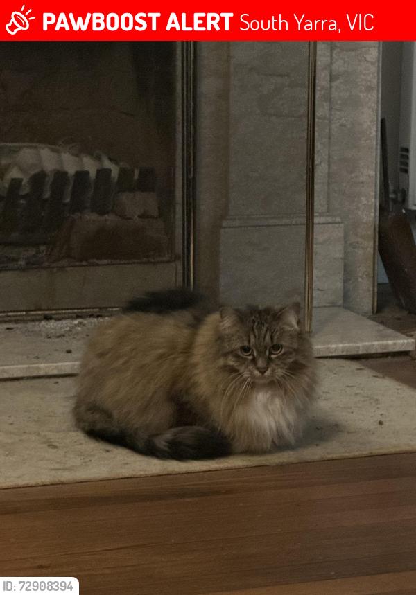 Lost Female Cat last seen Coolullah ave, Williams Rd , Toorak Rd, South Yarra, VIC 3141
