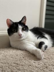 Lost Female Cat last seen Save the Children Albemarle, Albemarle, NC 28001