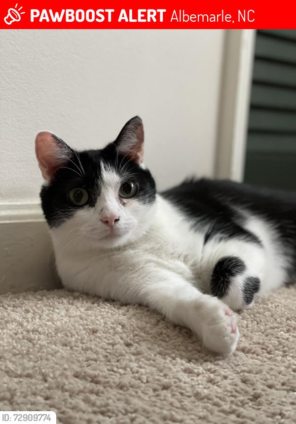 Lost Female Cat last seen Save the Children Albemarle, Albemarle, NC 28001