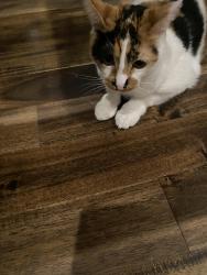 Reunited Female Cat last seen Via Zumaya and Via Valdes, Palos Verdes Estates, CA 90274