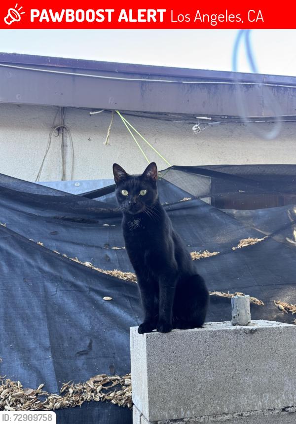 Lost Female Cat last seen  haines canyon ave & saint esteban st seen around ymca & starbucks, Los Angeles, CA 91042