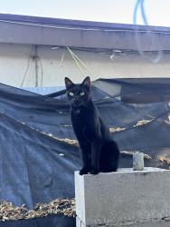 Lost Female Cat last seen  haines canyon ave & saint esteban st seen around ymca & starbucks, Los Angeles, CA 91042
