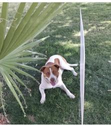 Lost Male Dog last seen Near N 83rd Dr Phoenix,Az 85037, Phoenix, AZ 85037
