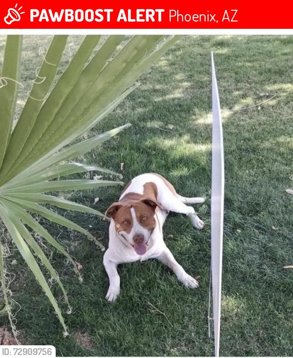 Lost Male Dog last seen Near N 83rd Dr Phoenix,Az 85037, Phoenix, AZ 85037