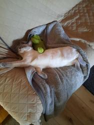 Lost Male Cat last seen Calexico , Redding, CA 96003