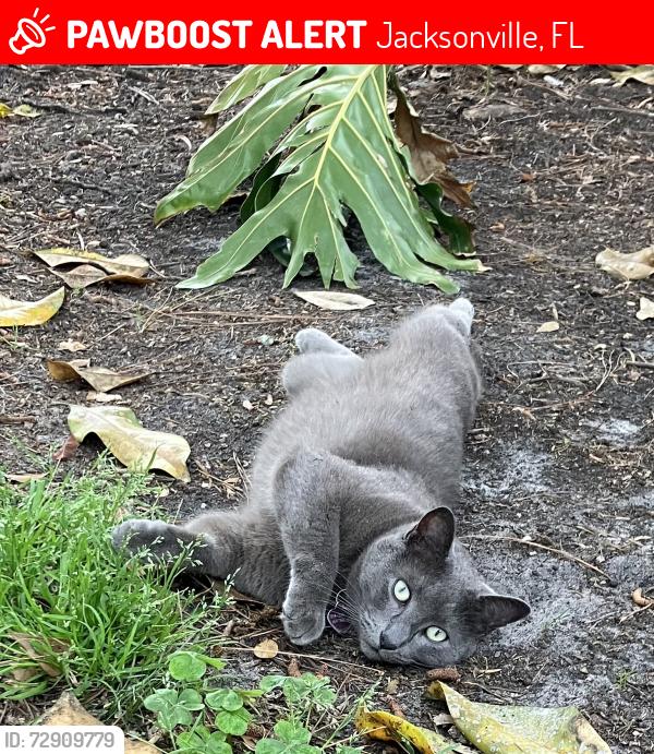 Lost Male Cat last seen Near , Jacksonville, FL 32216