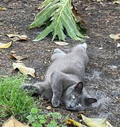 Lost Male Cat last seen Near , Jacksonville, FL 32216