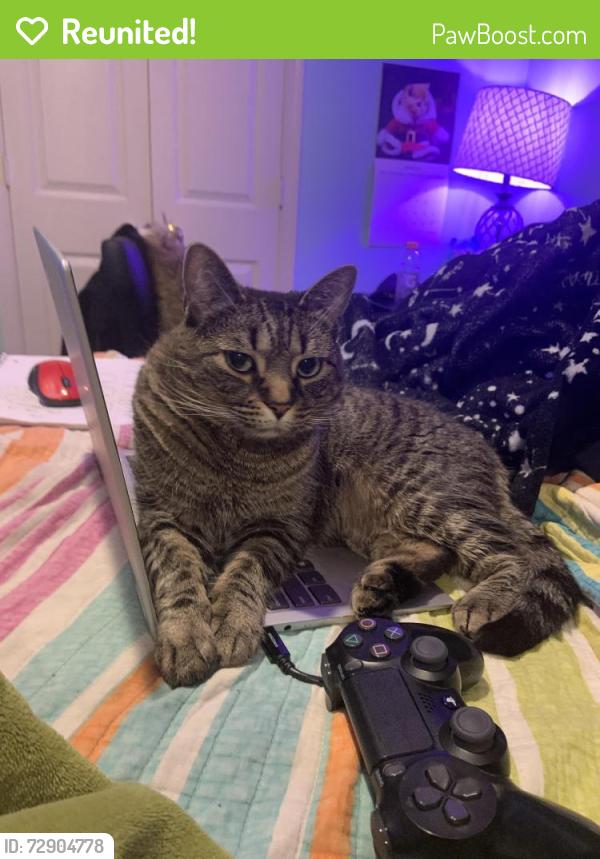 Reunited Female Cat last seen Lakeshore apmts , Ypsilanti, MI 48198
