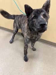 Shelter Stray Male Dog last seen Duncanville, TX 75116, Cedar Hill, TX 75104