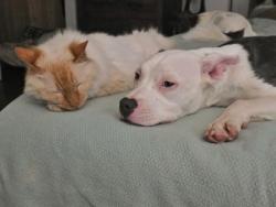 Shelter Stray Female Dog last seen , GA , Atlanta, GA 30341