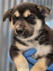Shelter Stray Female Dog last seen E Annadale Ave & S Walnut Ave, Fresno Zone Fresno CO 1A 93706, , Fresno, CA 93706