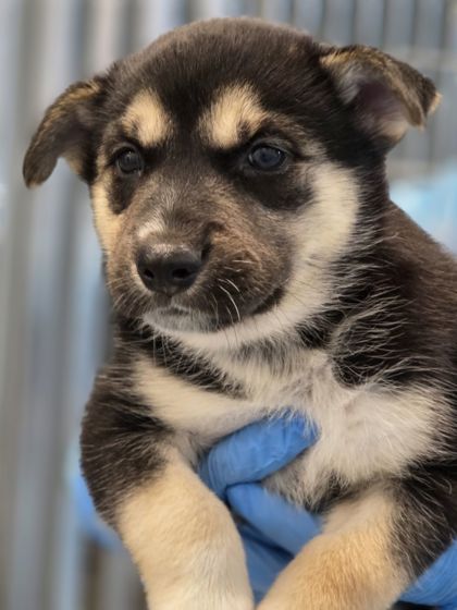 Shelter Stray Female Dog last seen E Annadale Ave & S Walnut Ave, Fresno Zone Fresno CO 1A 93706, , Fresno, CA 93706