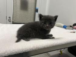 Shelter Stray Female Cat last seen Near E 9th Street, 64106, MO, Kansas City, MO 64132