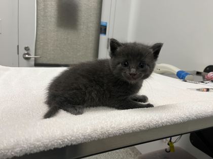Shelter Stray Female Cat last seen Near E 9th Street, 64106, MO, Kansas City, MO 64132