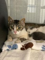 Shelter Stray Female Cat last seen Cherryville, NC 28021, Gastonia, NC 28052