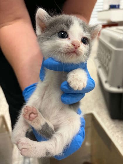 Shelter Stray Female Cat last seen Cherryville, NC 28021, Gastonia, NC 28052