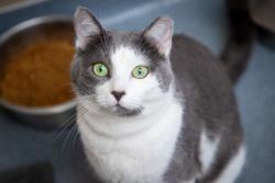 Shelter Stray Female Cat last seen Eggman Ave, 43612, OH, Maumee, OH 43537