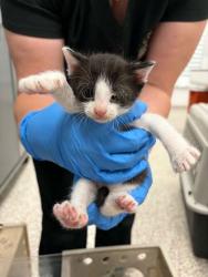 Shelter Stray Female Cat last seen Cherryville, NC 28021, Gastonia, NC 28052