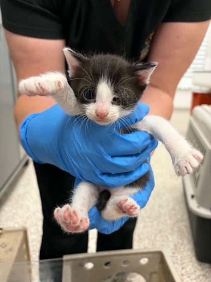 Shelter Stray Female Cat last seen Cherryville, NC 28021, Gastonia, NC 28052