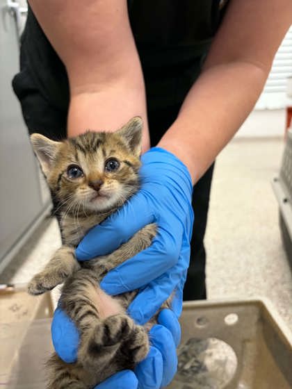 Shelter Stray Female Cat last seen Cherryville, NC 28021, Gastonia, NC 28052