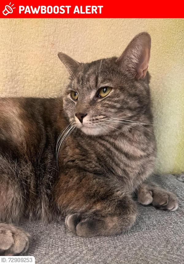 Lost Female Cat last seen Ridgecrest td , Tompkins County, NY 14850