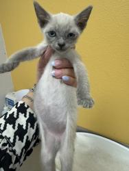 Shelter Stray Male Cat last seen Walker St, 75149, TX, Mesquite, TX 75149