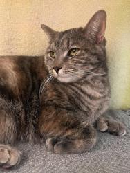 Lost Female Cat last seen Ridgecrest td , Tompkins County, NY 14850