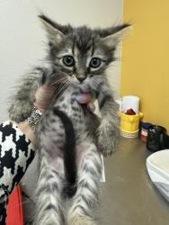 Shelter Stray Female Cat last seen Walker St, 75149, TX, Mesquite, TX 75149