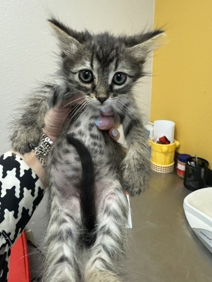 Shelter Stray Female Cat last seen Walker St, 75149, TX, Mesquite, TX 75149
