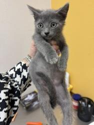 Shelter Stray Male Cat last seen Walker St, 75149, TX, Mesquite, TX 75149