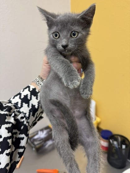 Shelter Stray Male Cat last seen Walker St, 75149, TX, Mesquite, TX 75149