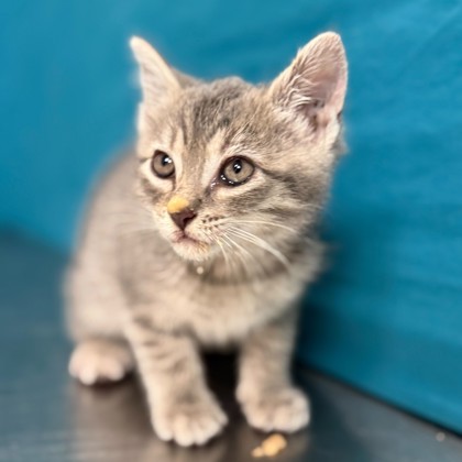 Shelter Stray Female Cat last seen Treehouse Trail & Normand Dr, City of College Station, TX, 5359 Leonard Rd, Bryan, TX 77807, USA