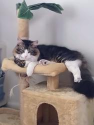 Lost Male Cat last seen Gilbert/  Brookhurst , Anaheim, CA 92801