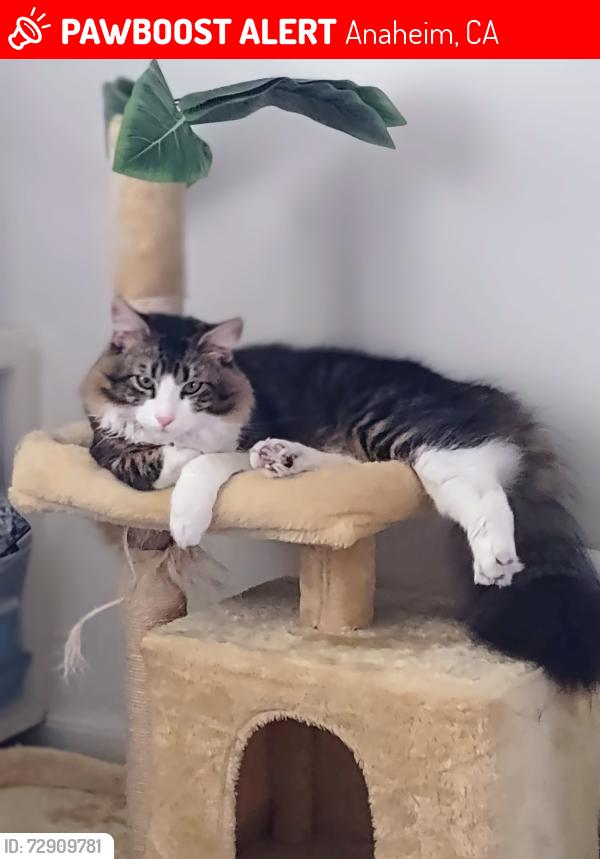 Lost Male Cat last seen Gilbert/  Brookhurst , Anaheim, CA 92801
