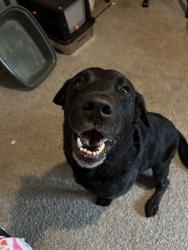 Found/Stray Male Dog last seen Behind  complex G (residences of fort Campbell), Clarksville, TN 37042