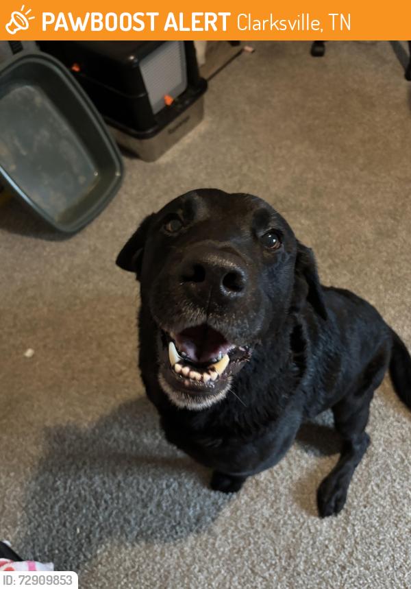 Found/Stray Male Dog last seen Behind  complex G (residences of fort Campbell), Clarksville, TN 37042