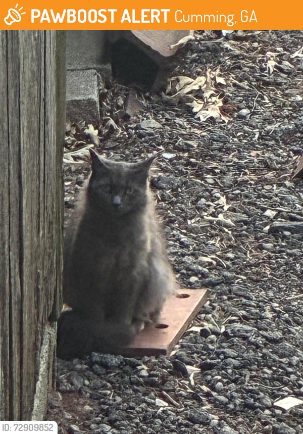 Found/Stray Unknown Cat last seen Ivy Walk , Cumming, GA 30041