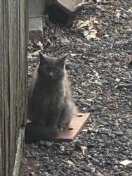 Found/Stray Unknown Cat last seen Ivy Walk , Cumming, GA 30041