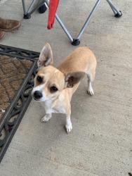 Lost Female Dog last seen Jack Hicks Trucking , Elk Park, NC 28622