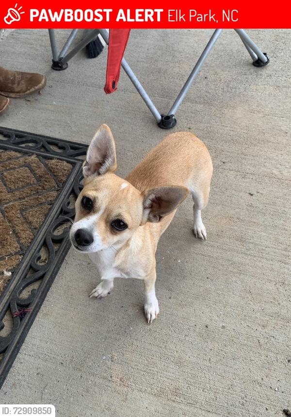 Lost Female Dog last seen Jack Hicks Trucking , Elk Park, NC 28622