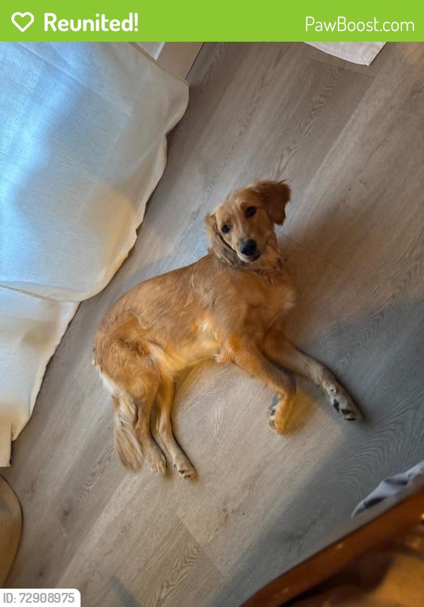 Reunited Female Dog last seen Triple C Rqnch, Brooksville, FL 34601