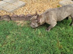 Reunited Male Dog last seen New McEver Park Drive, Acworth, GA 30144