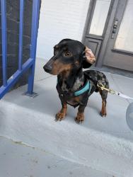 Reunited Male Dog last seen Alabama , El Paso, TX 79930