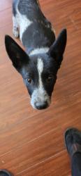 Found/Stray Female Dog last seen Swan Broadway , Tucson, AZ 85711