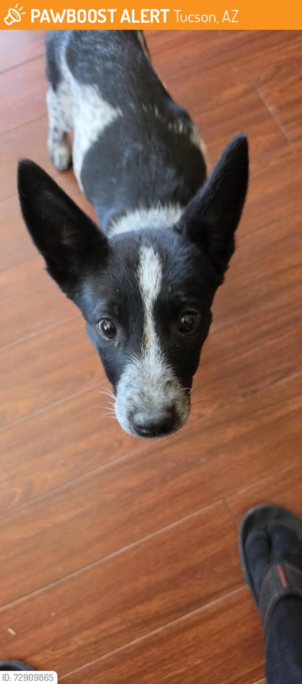 Found/Stray Female Dog last seen Swan Broadway , Tucson, AZ 85711